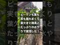 【ピーマンも暑さでヤバい状態になりましたが、どうにか復活しました】 #ピーマン栽培