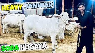 Alhamdulillah Soda Ho Gaya 😍🐂 Janwar boht Khoobsurat mil gaya kitne ka liya ?