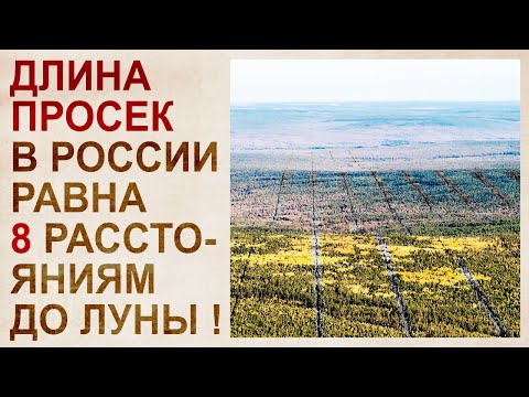 Тайна лесов Сибири, скрывающая катастрофу 19 века