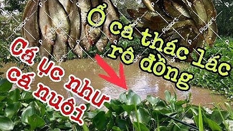 Ổ cá thác lác,rô đồng dưới đám lục bình. Đụng độ bầy thác lác ham mồi (địa thế này dễ câu có cá lắm)