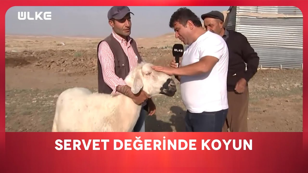 Hey Maşallah Tosun Tosun | En İyisi Gezmek | SİVAS