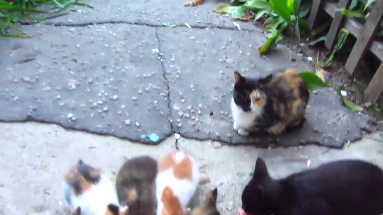 Best food for cats and kittens this minced meat clip21 YouTube