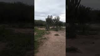 Santa lucia - santiago del Estero