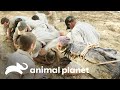 Quantas pessoas são necessárias para segurar um crocodilo? | A Família Irwin | Animal Planet Brasil