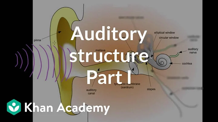 Auditory structure - part 1 | Processing the Environment | MCAT | Khan Academy - DayDayNews