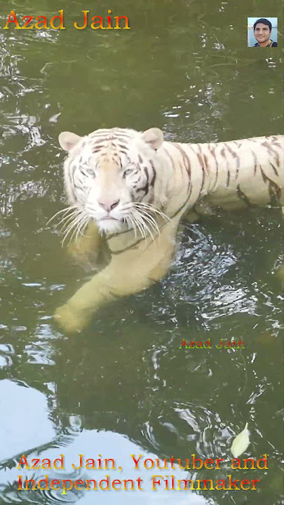tiger angry look #tiger #tigervideo #tigershorts #whitetiger #bagh #tigerangry