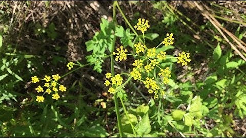 Know the Nasties: Wild Parsnip Edition