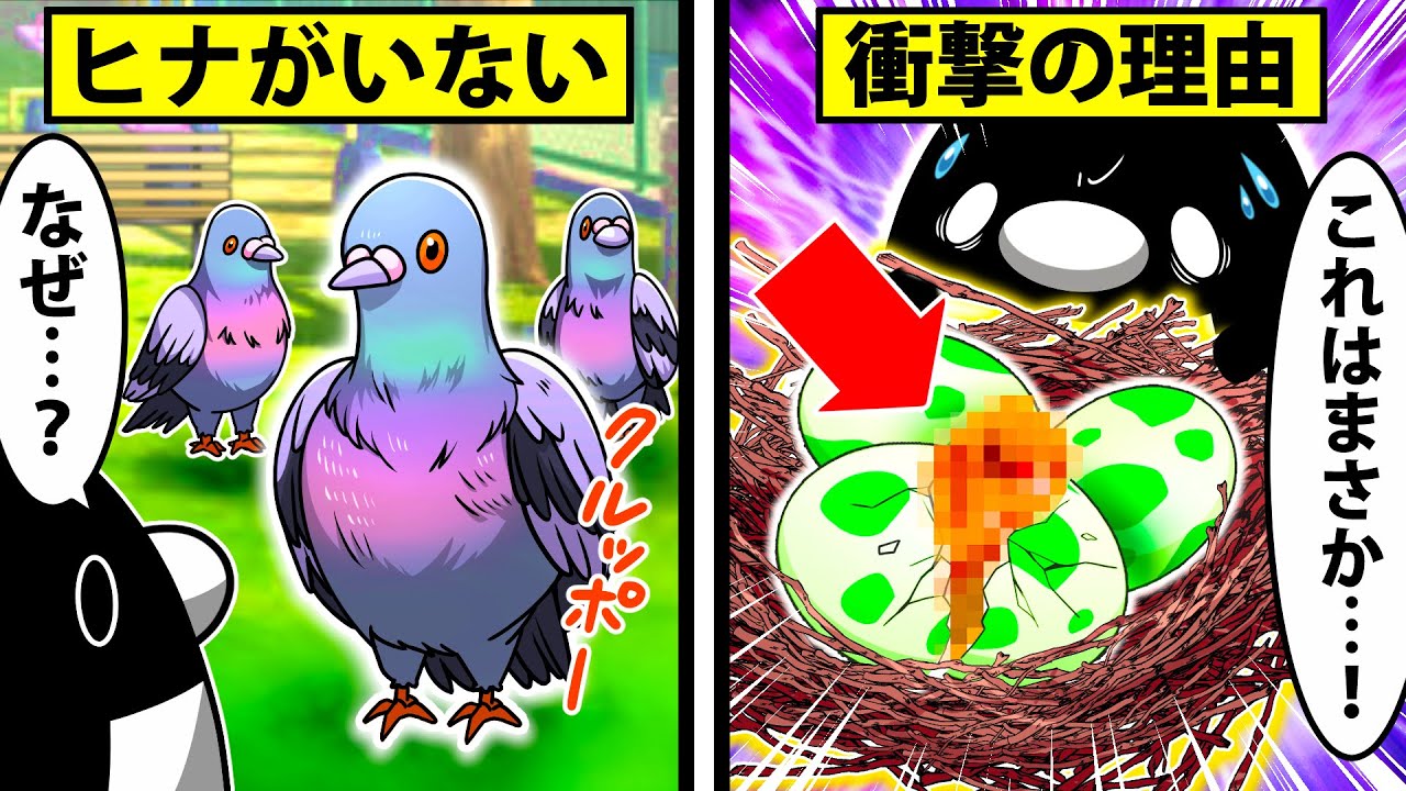 なぜ鳩のヒナは見かけない?知られざる鳩の生態【アニメ】