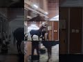 Cheval Grand got RAGE-BAITED by a White Horse