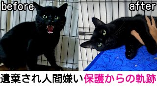 【捨て猫保護】山奥に遺棄され人間嫌いの野良猫を保護...ウーシャーから甘えるようになるまでの軌跡