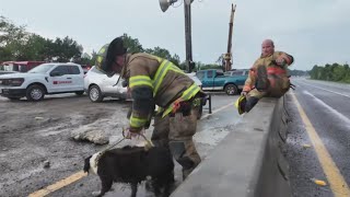 Two people, dog rescued from crash at Duval-Nassau county line