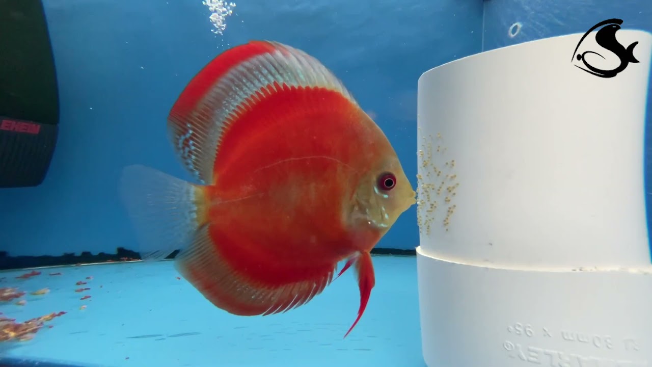 Red Cover Discus YouTube