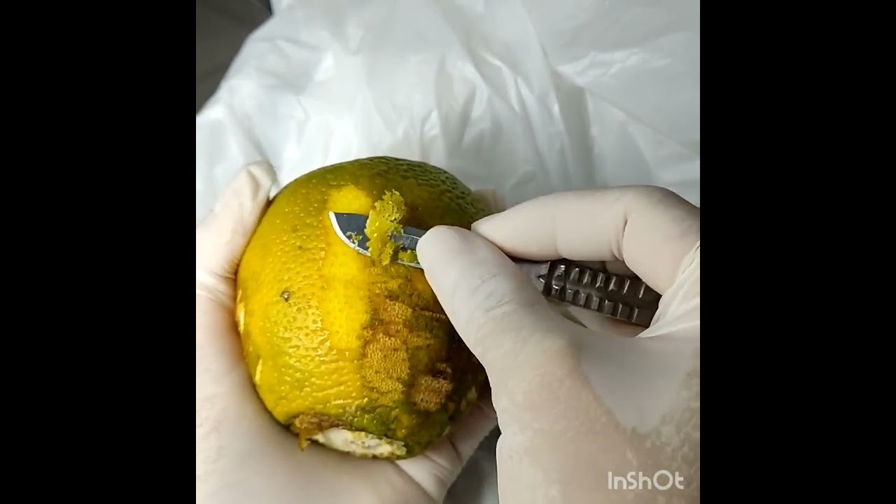 Desbaste plantar na laranja