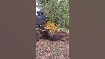 Stump Grinding in action