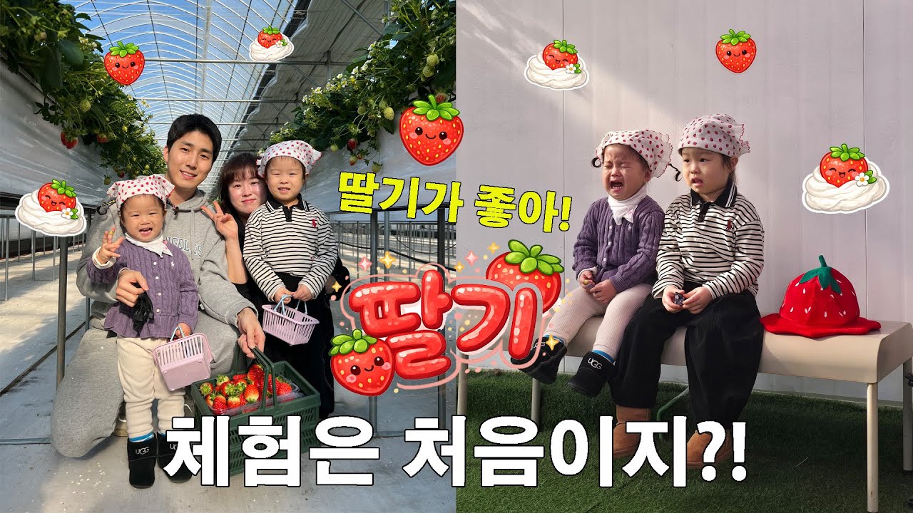 친구들과 함께 딸기농장 체험 다녀왔어요