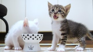 The kitten meowed, 'Where did my food go?' [Please watch with subtitles] by ねこねこチャンネル 31,000 views 4 days ago 7 minutes