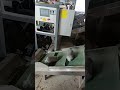 Oyster Mushroom Spawn Stick Production Line On site #mushroommachine #machine #mushroomcultivation