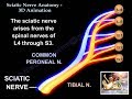 Sciatic Nerve Anatomy 3D - Everything You Need To Know - Dr. Nabil