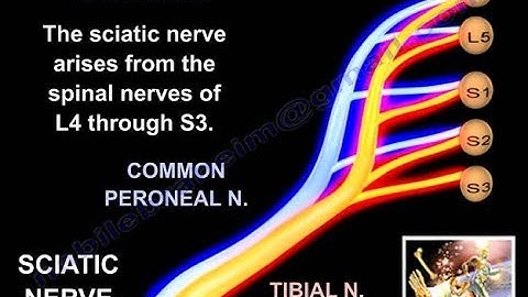 Sciatic Nerve Anatomy 3D - Everything You Need To Know - Dr. Nabil