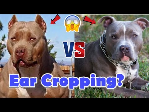 Video: Hvordan hund øre beskæring er udført