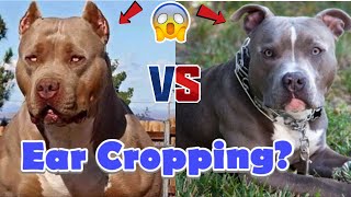 Dog Ear Cropping the pros and cons of Ear Cropping?