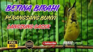 Download Lagu PANGGILAN SOGON BETINA BIRAHI MEMIKAT SOGON JANTAN  part 15 MP3