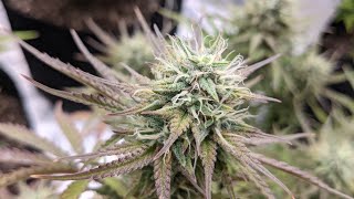 FLASH UPDATE (Outdoor + 2 Tent Tour) *GONE STONER* (Weed Warning)