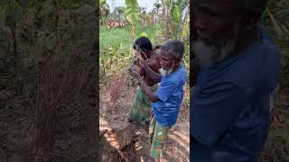 How palm trees take root #reels #agriculture #vairal #shorts