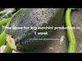 Time-lapse of zucchini production in 1 week