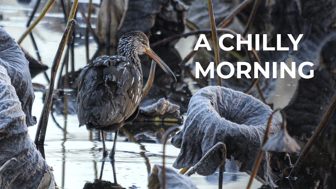 With the Lumix G9 ll and Lumix 100-400 Lens