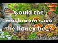 Could the mushroom save the honey bee