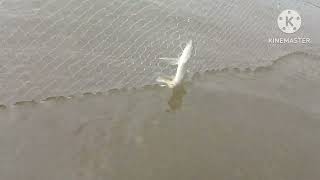 Jonk river fishing #fishing #shortvideo #youtubeshorts #viral 