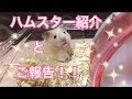 ハムスター紹介とご報告♪