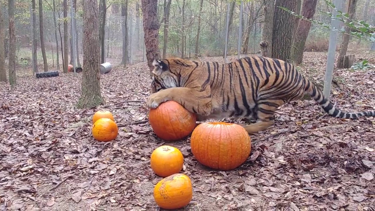 Moki Tiger enjoys pumpkin at Carolina Tiger Rescue - YouTube