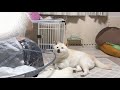 髪を切られている姪っ子を心配そうに見つめつつ、巻き込まれたくはないのでちょっとずつ離れていく柴犬
