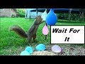 Water Balloons Explode On Squirrel Big Splash of Wet Stuff