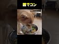 器でコン #神戸 #柴犬 #shiba