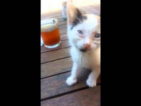 Vidéo: Comment enlever l'urine de chat du béton