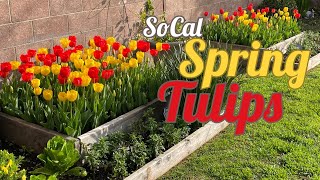 How to Grow Stunning Tulips in a Southern Climate | Gardening with the Williams'