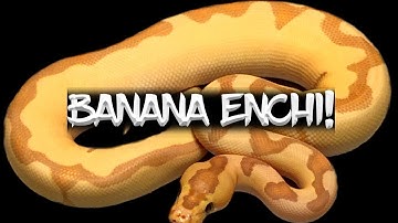 The Potential of the 