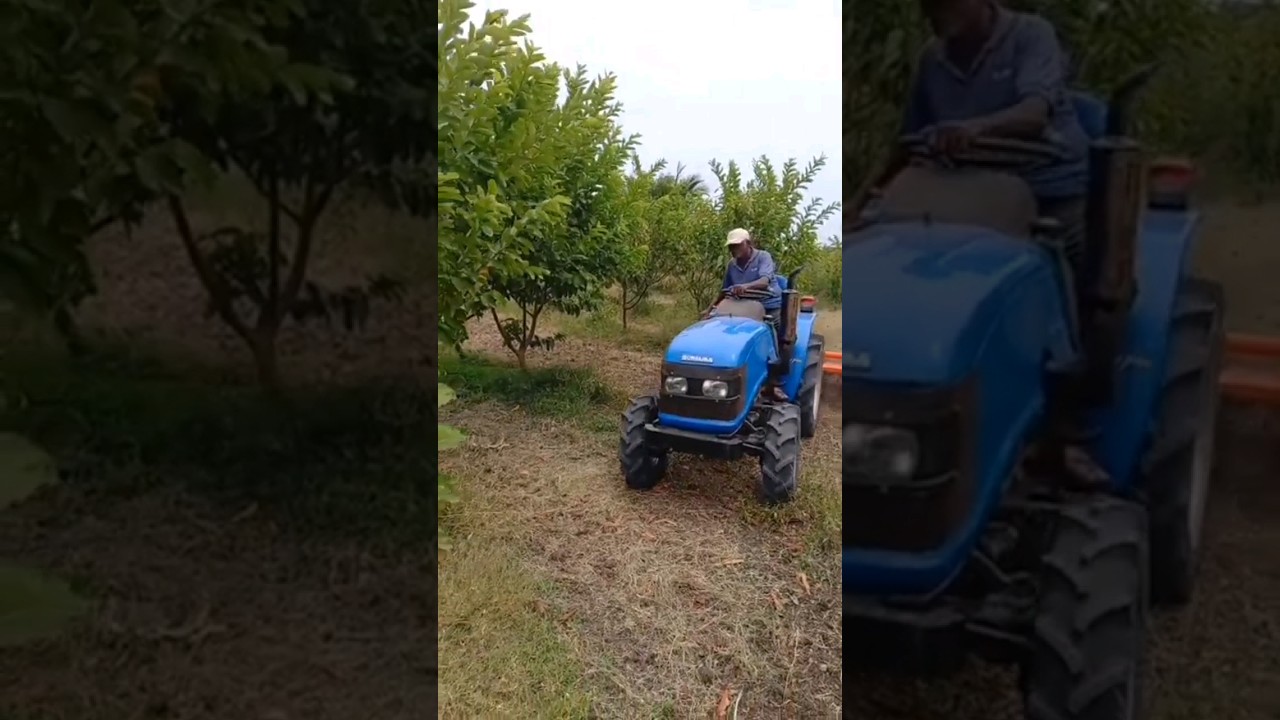Weed removal in High Density Guava farm using 22Hp Sonalika power tractor 