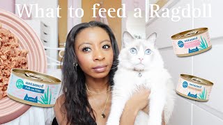 Healthy Cat Food Haul - Untamed , BLINK , Katkins , Applaws & more 🌸 by Malica Hamilton 5,310 views 10 months ago 15 minutes