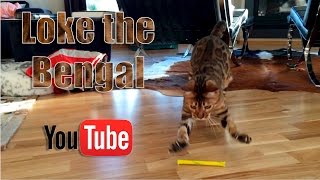 Loke the Bengal cat, filmed in slow motion.