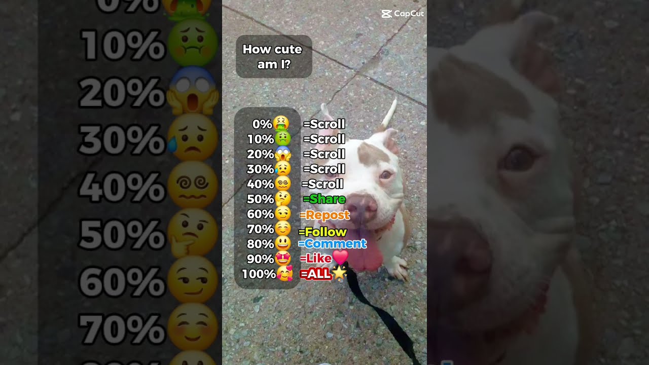 How Cute Is She StarrPower Viral Starr Dogs Pitbull