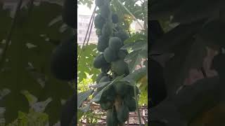 Green papaya masallah ️️ #shortvideo #shorts #short