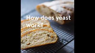 How does yeast work?