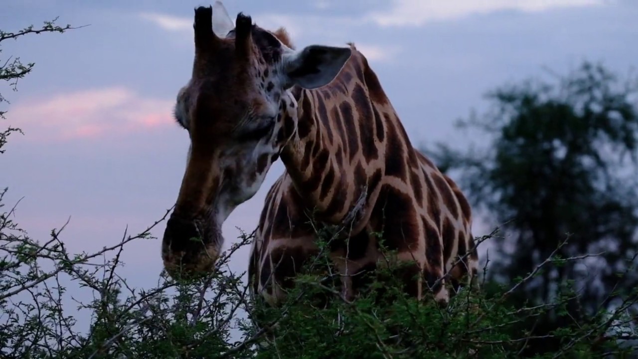 Lion Elephant Giraffe Embroidery Lion Elephant Giraffe Embroidery