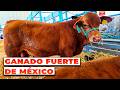El BRANGUS es el GANADO FUERTE de México | Rancho Puente | Rancho Cinco Talentos