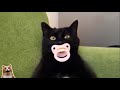 Подборка смешных видео / Приколы с кошками и котами / #onvdul
