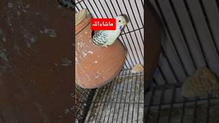MashaAllah white TCB budgies start laying eggs 🥚 #lovebirdsfarming #birdsounds #breedingpair